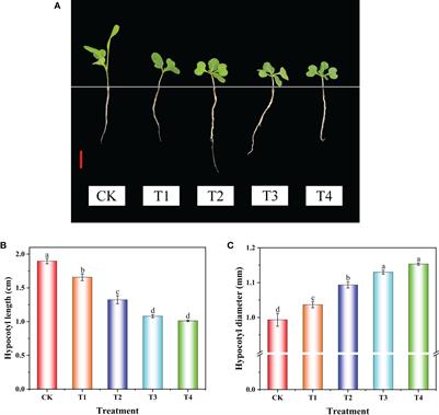 Transcriptomic and metabolomic analyses reveal the mechanism of uniconazole inducing hypocotyl dwarfing by suppressing BrbZIP39–BrPAL4 module mediating lignin biosynthesis in flowering Chinese cabbage